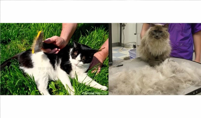 Furminator Kedi Köpekler İçin Tüy Alıcı Large 10 Cm (hayvan Tarağı) - Thumbnail