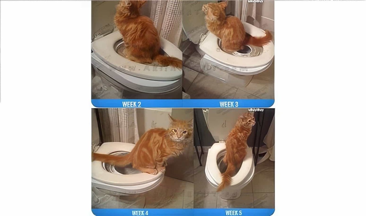 Kedi Tuvalet Eğitim Seti Citikitty
