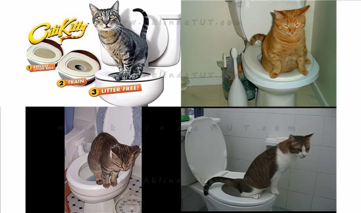 Kedi Tuvalet Eğitim Seti Citikitty